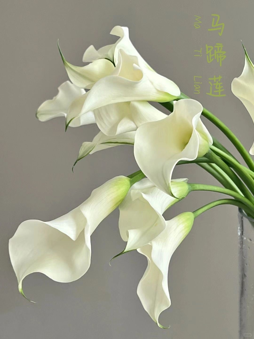 Calla Lily