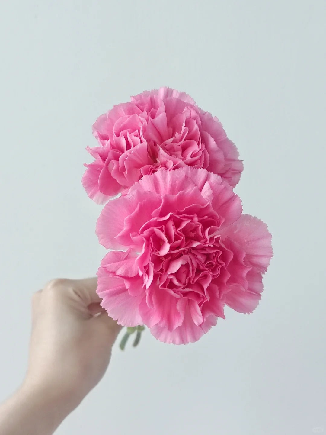 Carnation