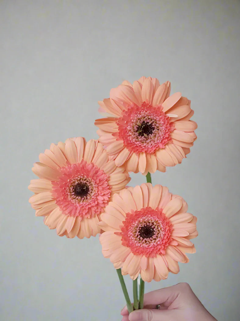 Gerbera