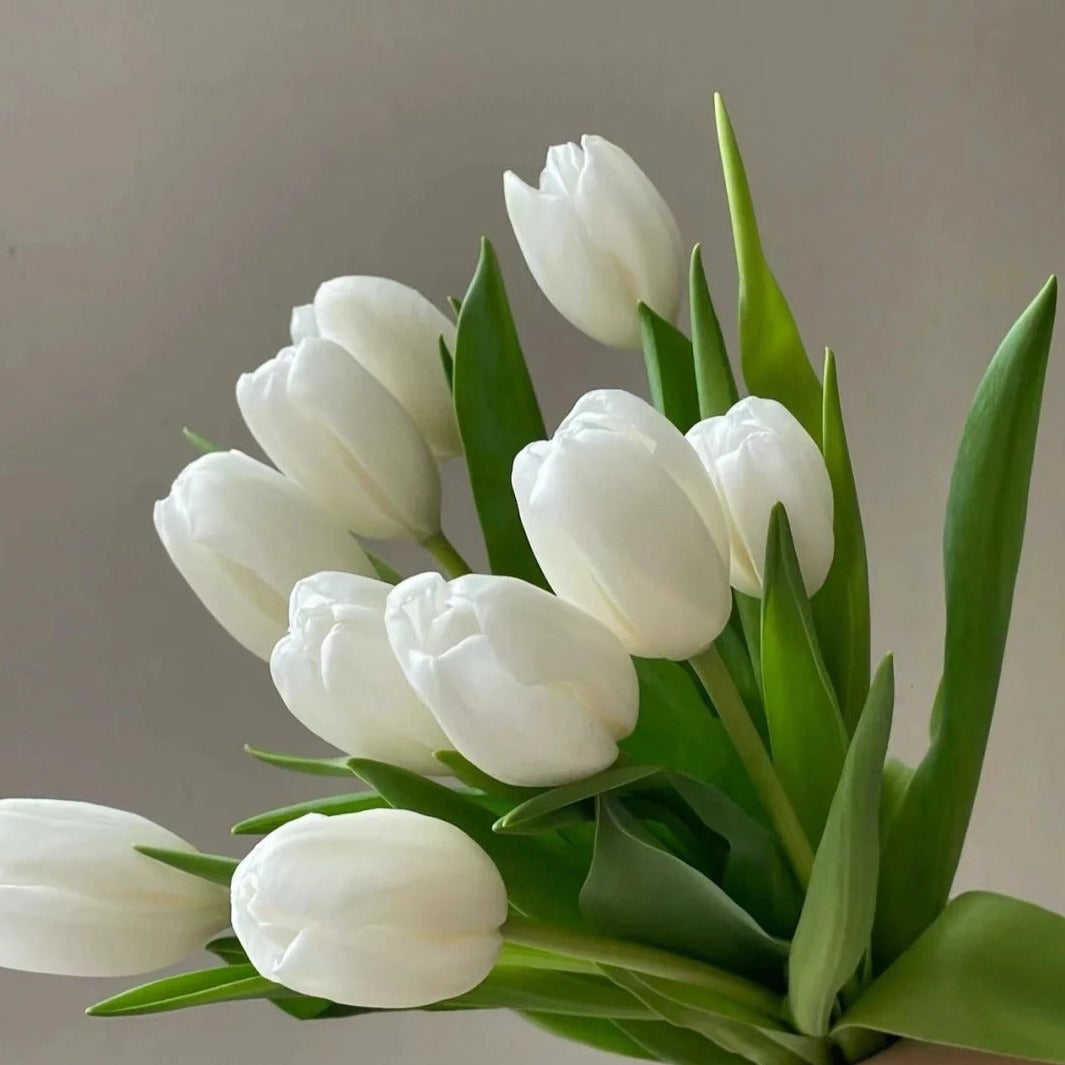 Tulip Single White | 10 stems [Holland]