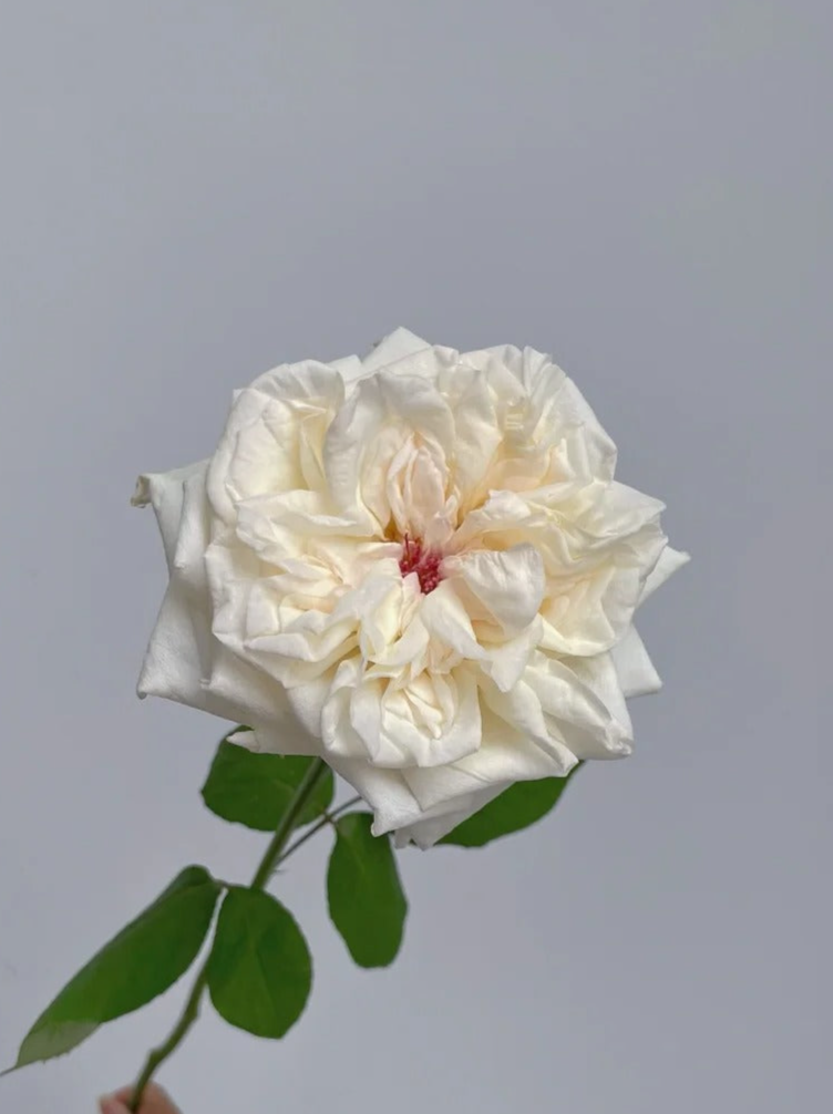 White Lychee | Rose| 10/20 Stalks [CN]