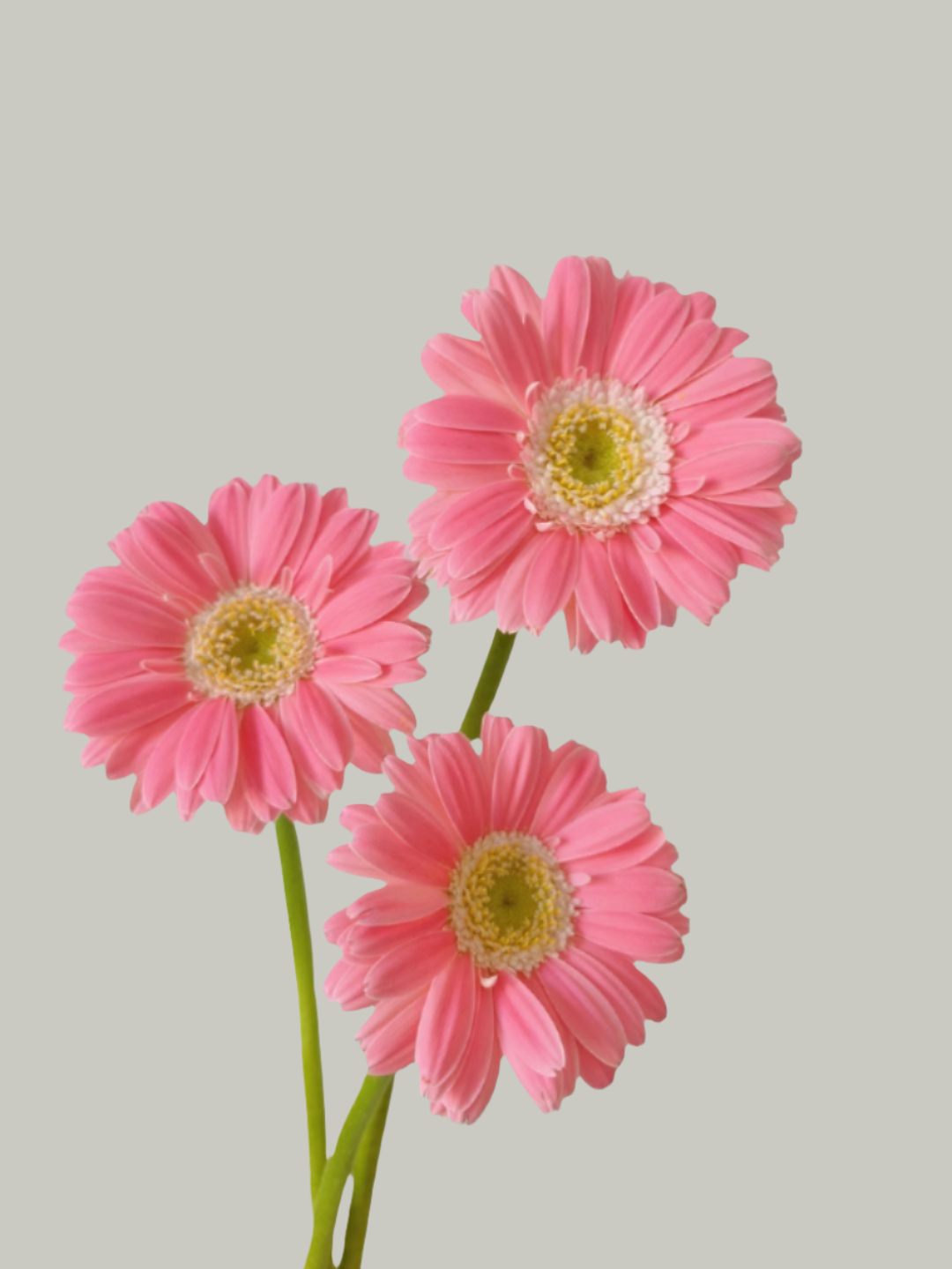 Babe｜Gerbera | 10 Stalks [CN]