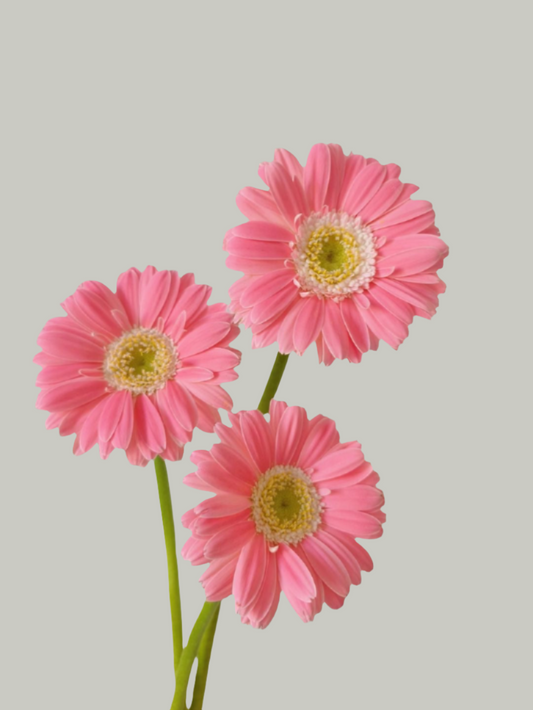 Babe｜Gerbera | 10 Stalks [CN]