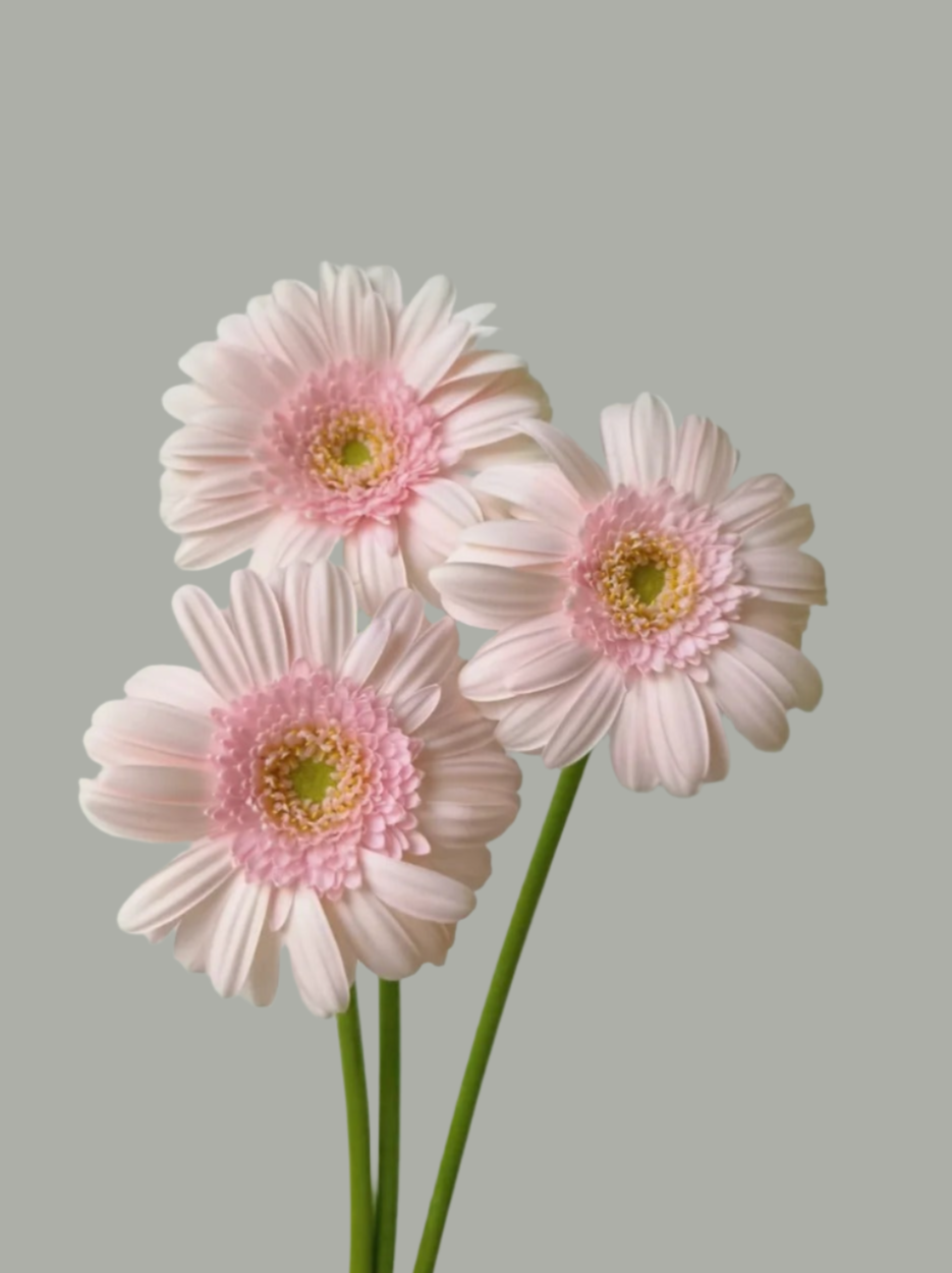 华沙｜Gerbera | 10 Stalks [CN]