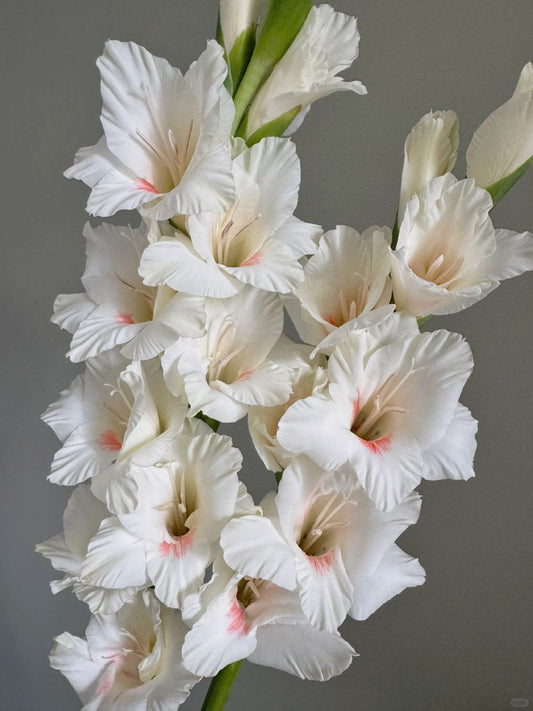 Gladiolus ｜10 Stalks [CN]