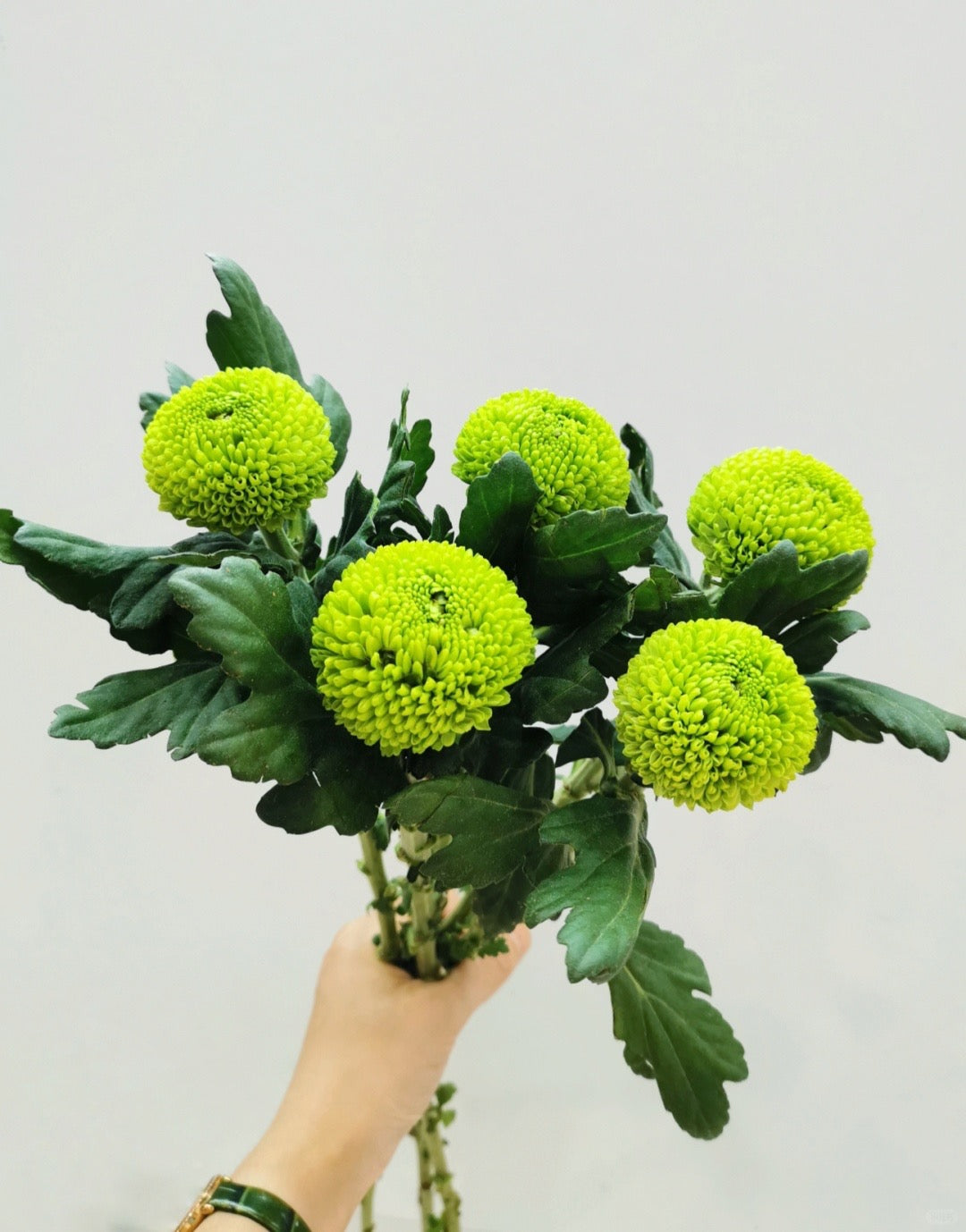 Chrysanthemum Ping Pong ｜10 Stalks [CN]