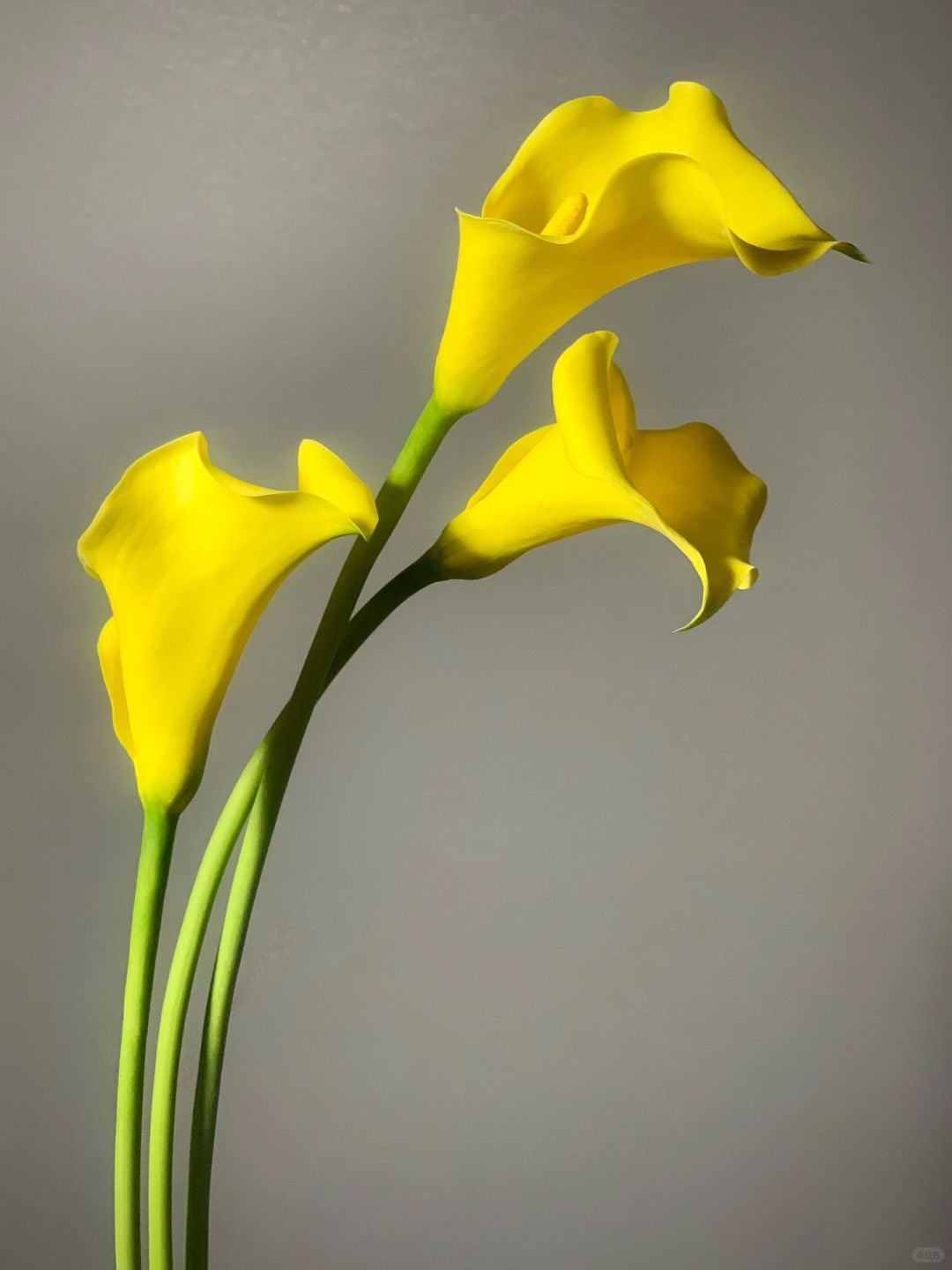 Calla Lily | 10 Stalks [CN]