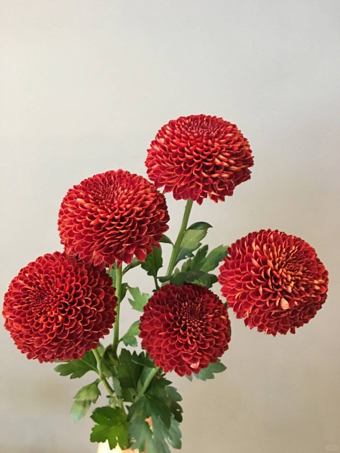 Chrysanthemum Ping Pong ｜10 Stalks [CN]