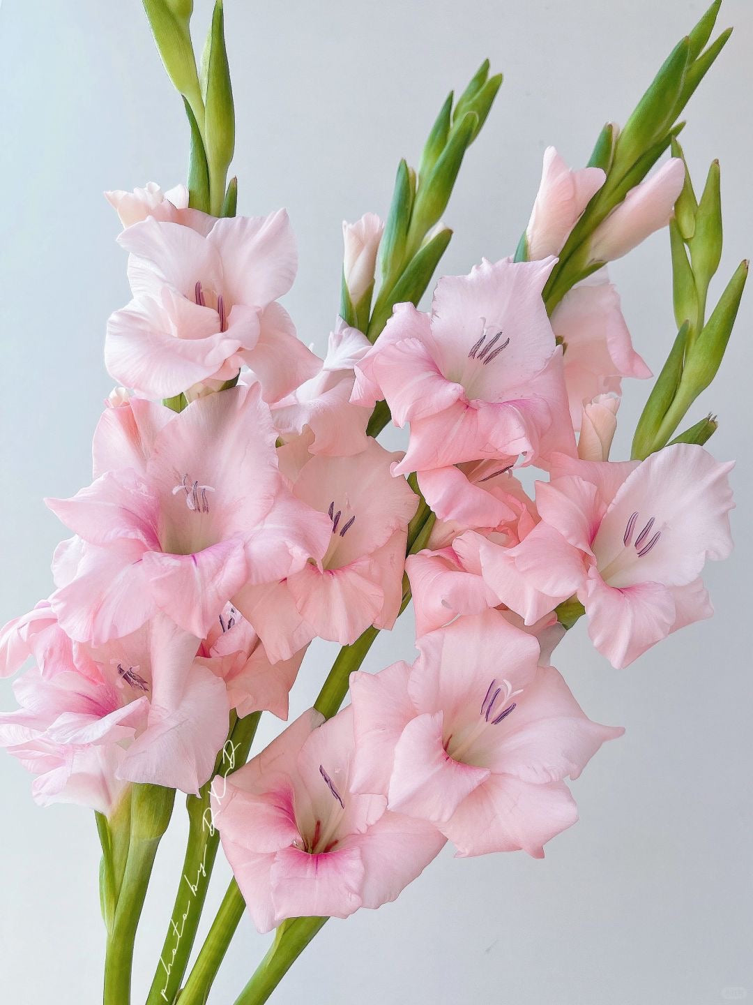 Gladiolus ｜10 Stalks [CN]