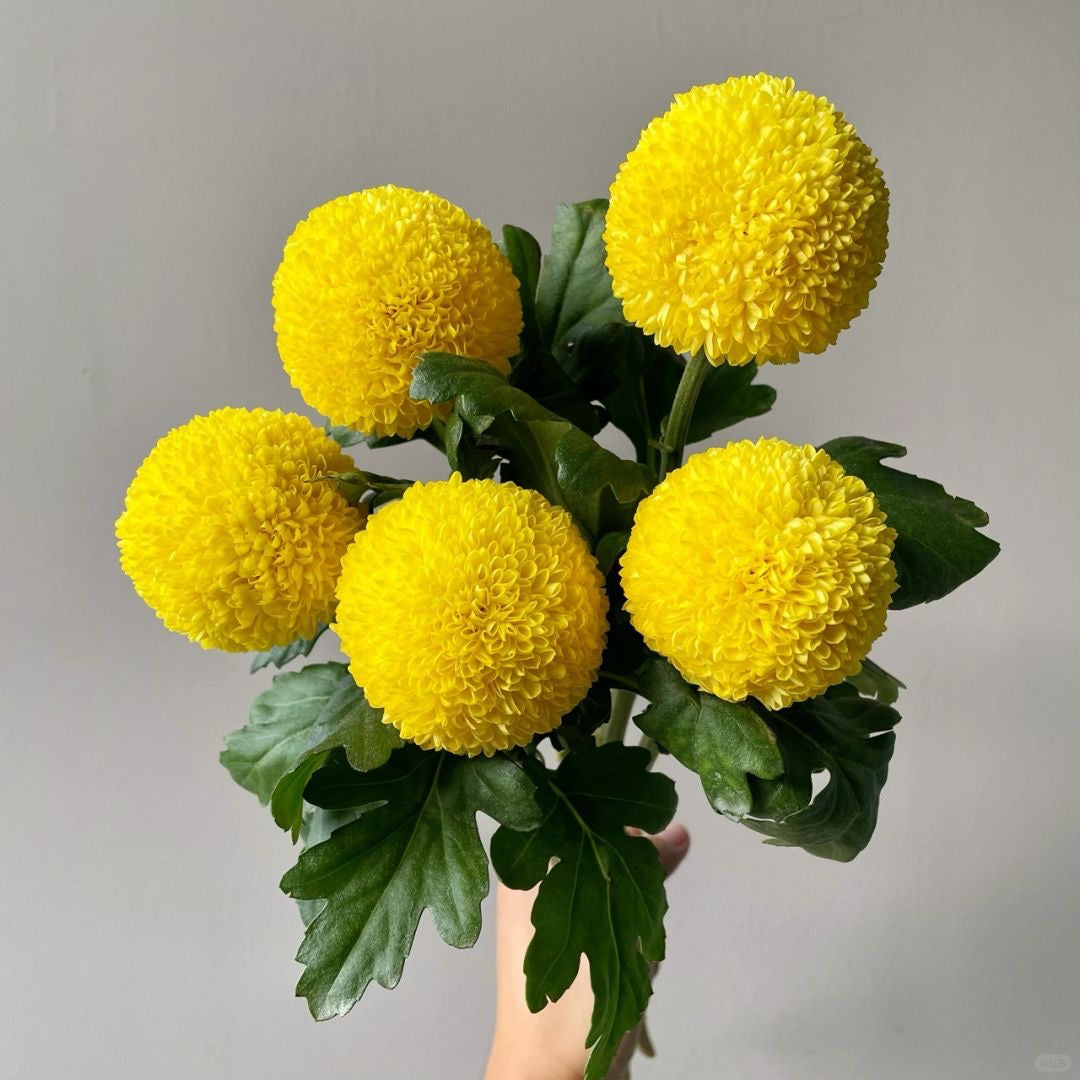 Chrysanthemum Ping Pong ｜10 Stalks [CN]