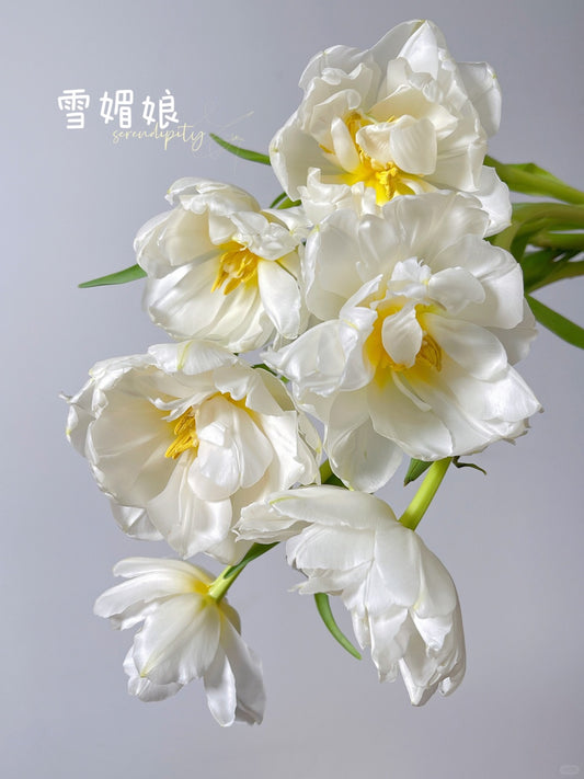 Double Tulips 雪媚娘｜10 Stems [CN]