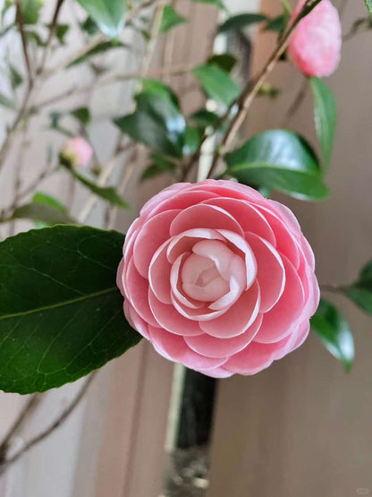 Camellia Japonica Otome Tsubaki｜Japan