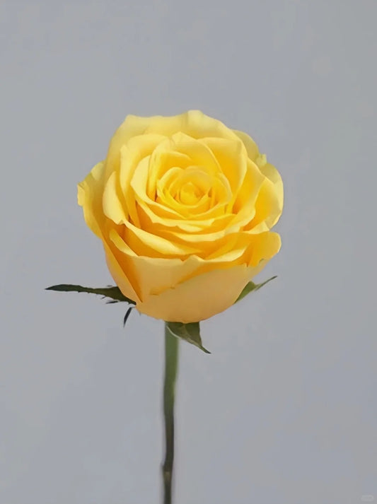 Yellow 金枝玉叶 | Rose | 10/20 Stalks