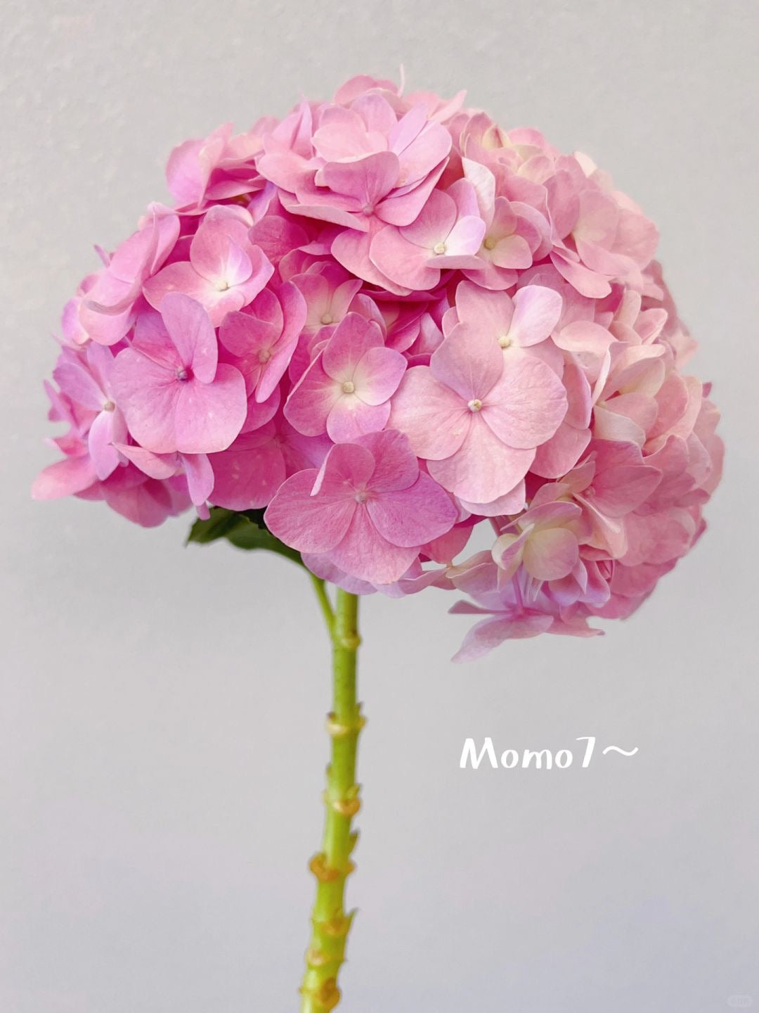 Hydrangea ｜1 Stalk [CN]