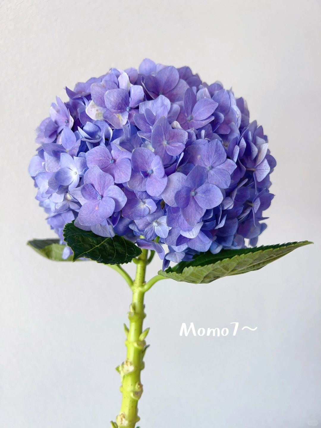 Hydrangea ｜1 Stalk [CN]