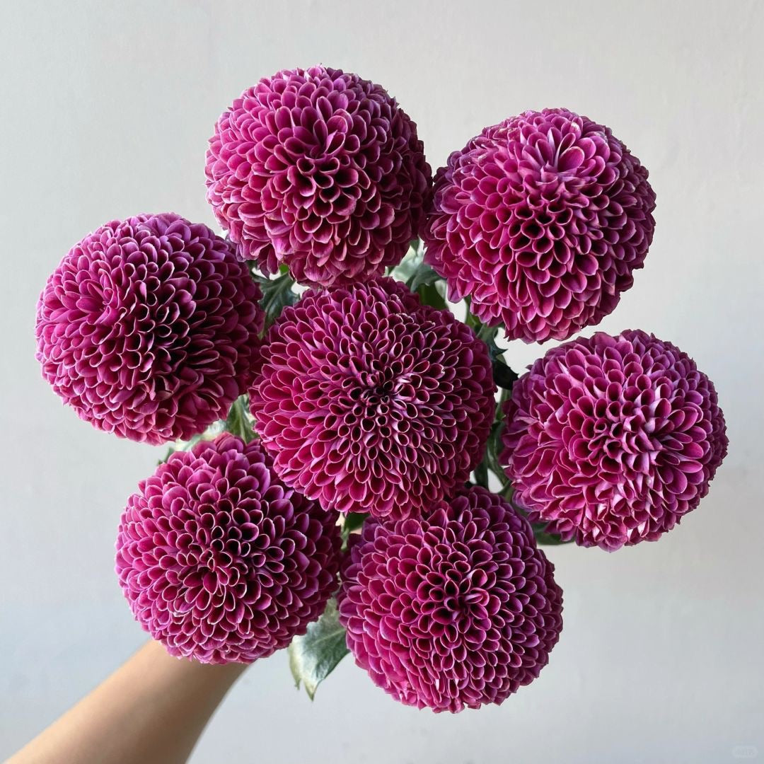 Chrysanthemum Ping Pong ｜10 Stalks [CN]