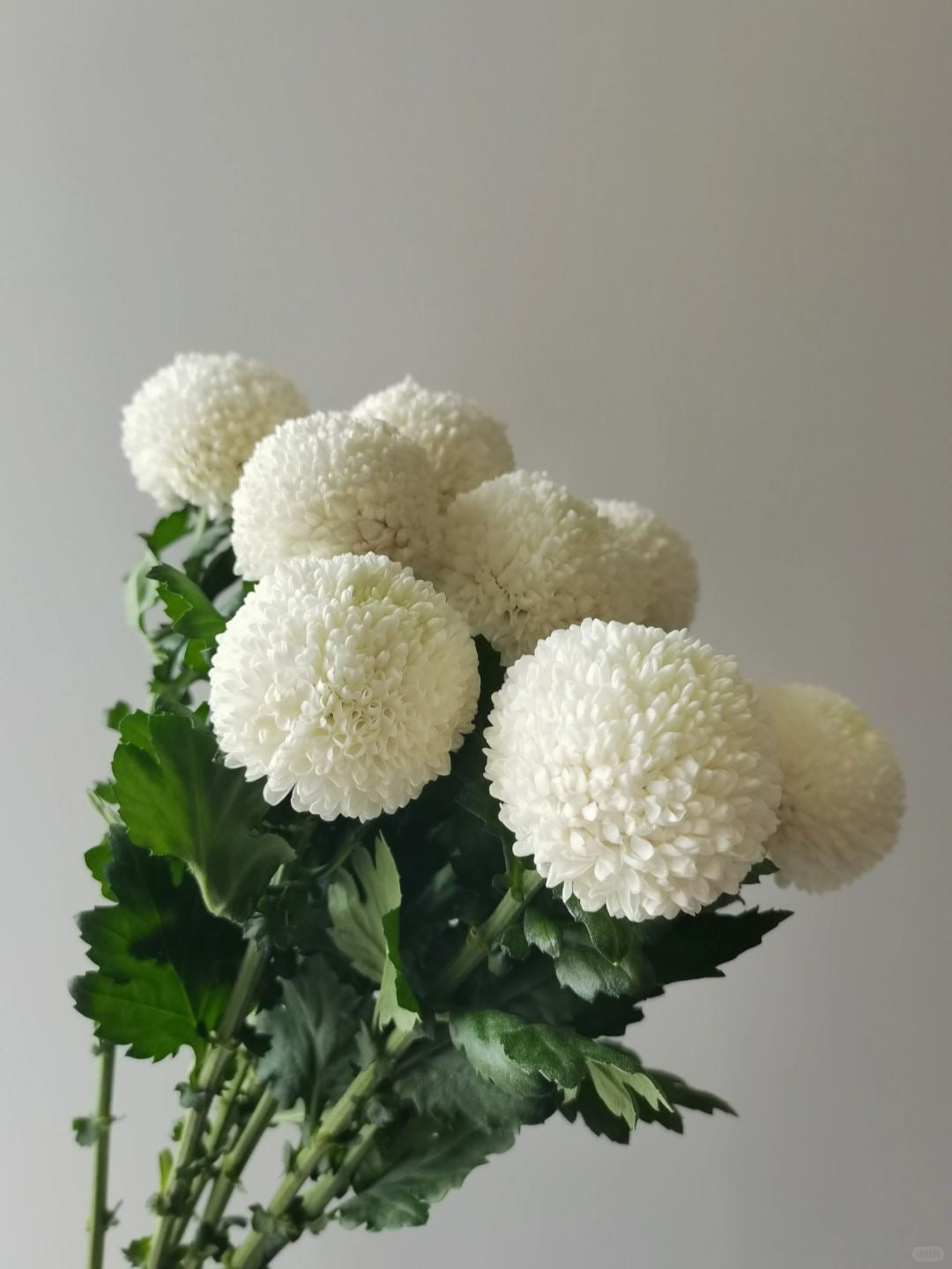 Chrysanthemum Ping Pong ｜10 Stalks [CN]