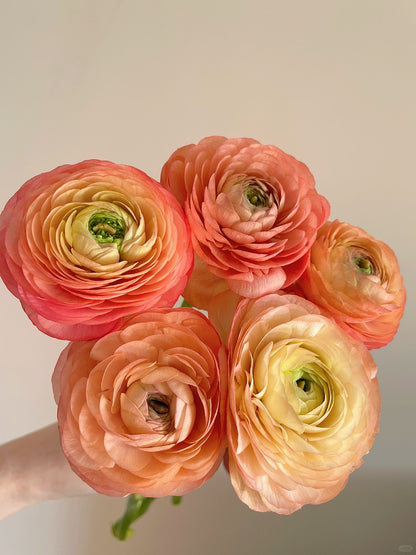 Ranunculus ｜5 Stems [CN]