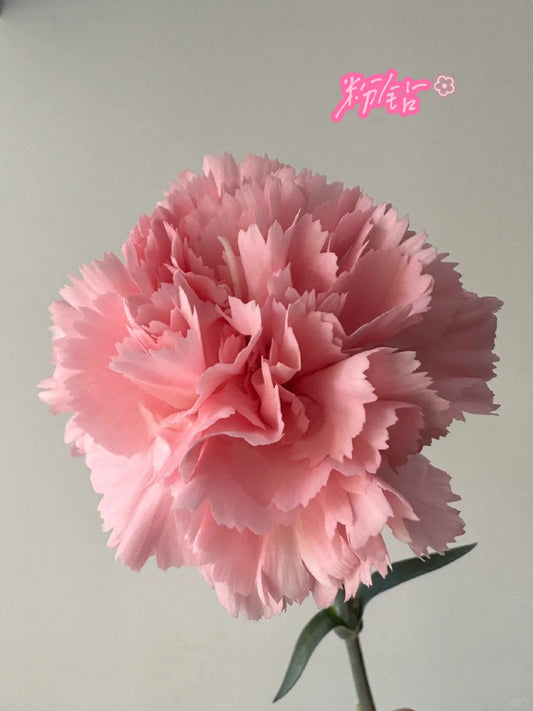 粉钻 | Carnation| 20 Stalks [CN]