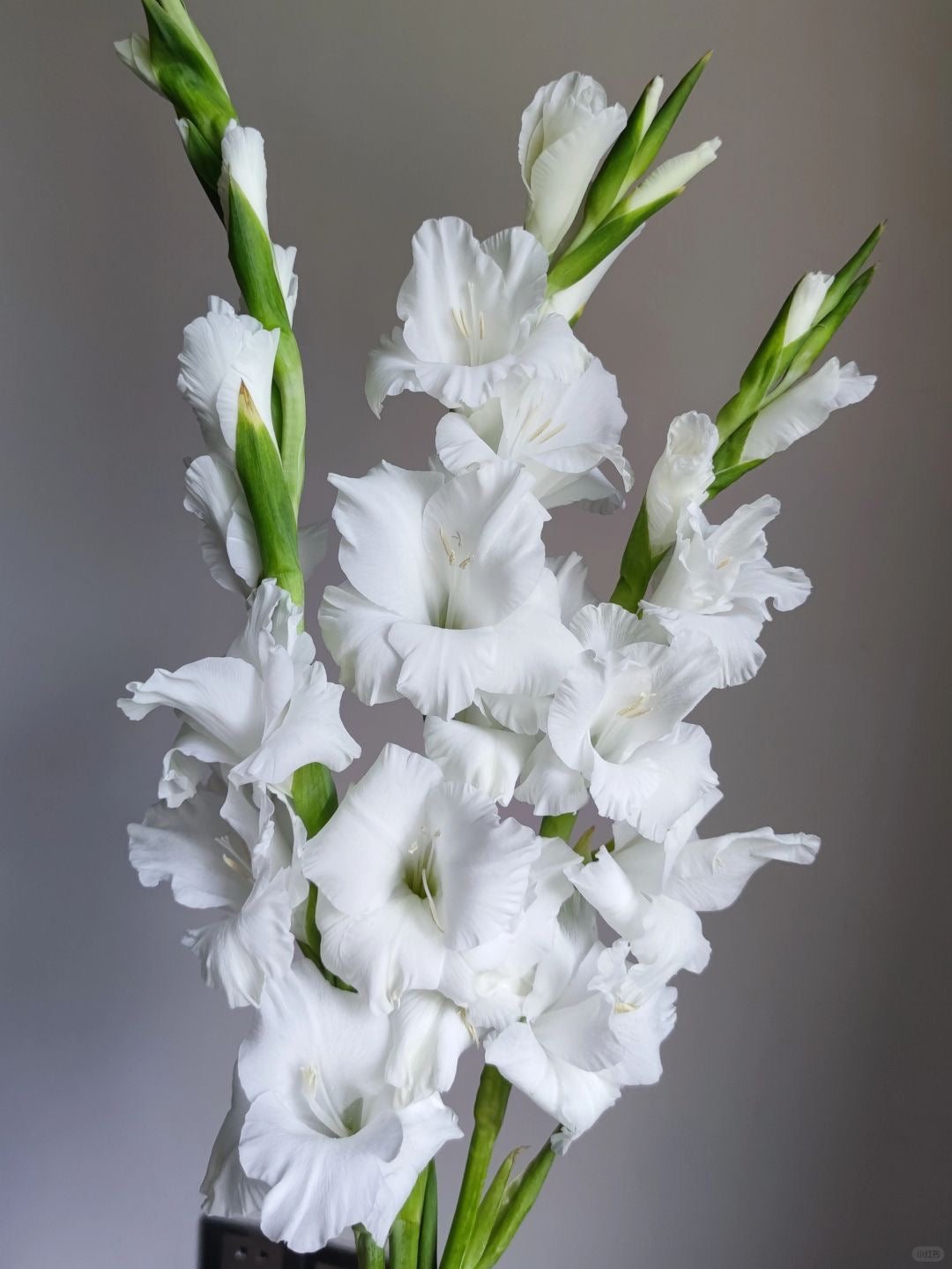 Gladiolus ｜10 Stalks [CN]