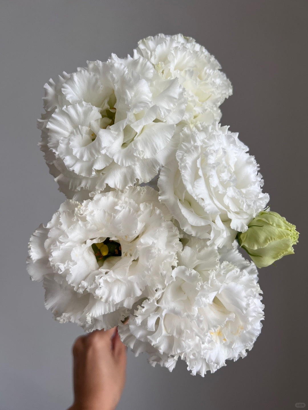 Eustoma ｜1 Bunch [CN]