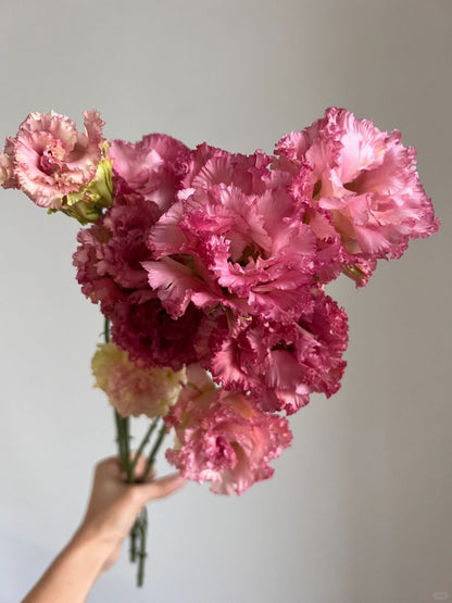 Eustoma ｜1 Bunch [CN]