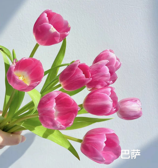 Tulips 巴萨｜10 Stems [CN]