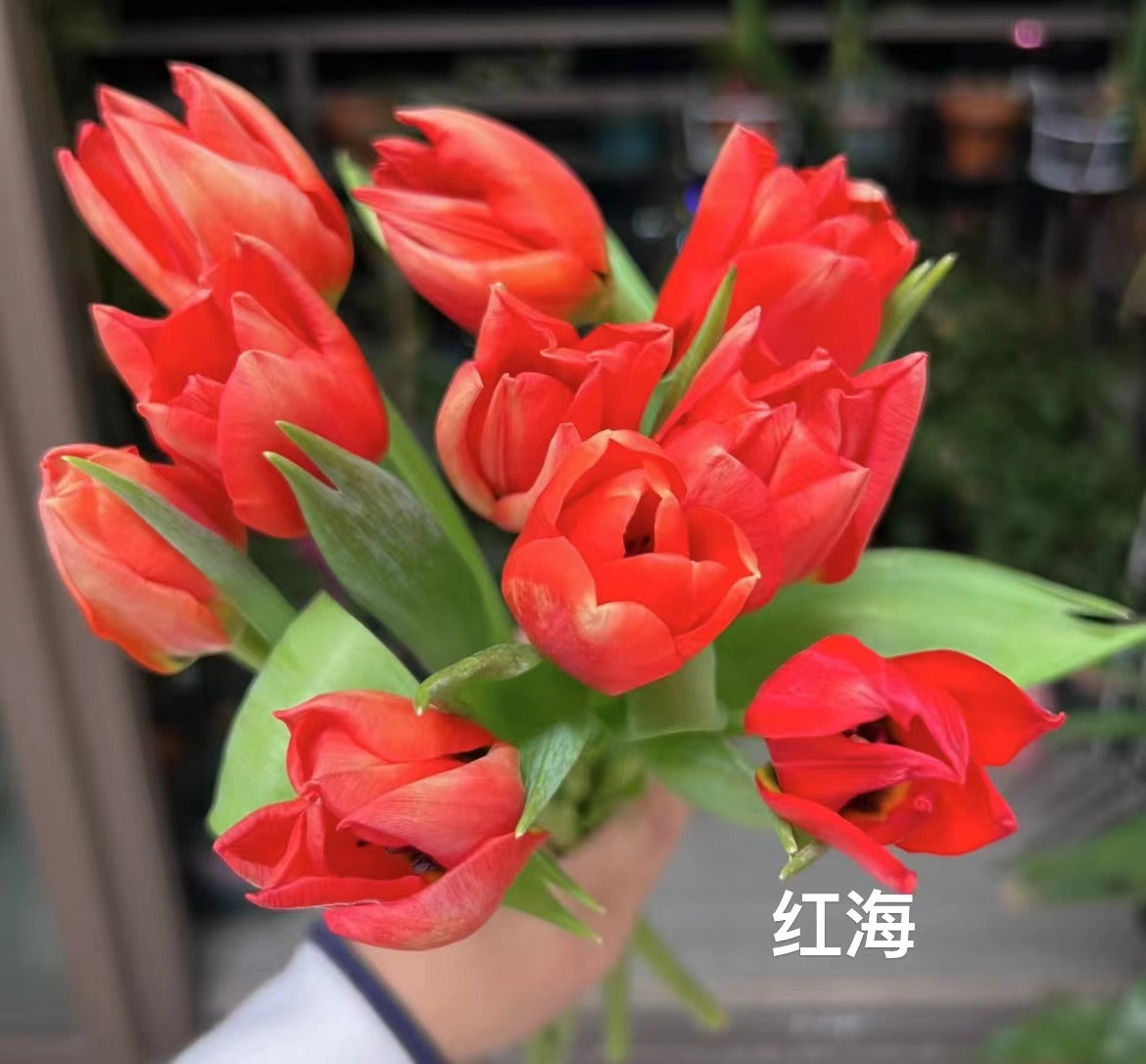 Tulips 红海｜10 Stems [CN]