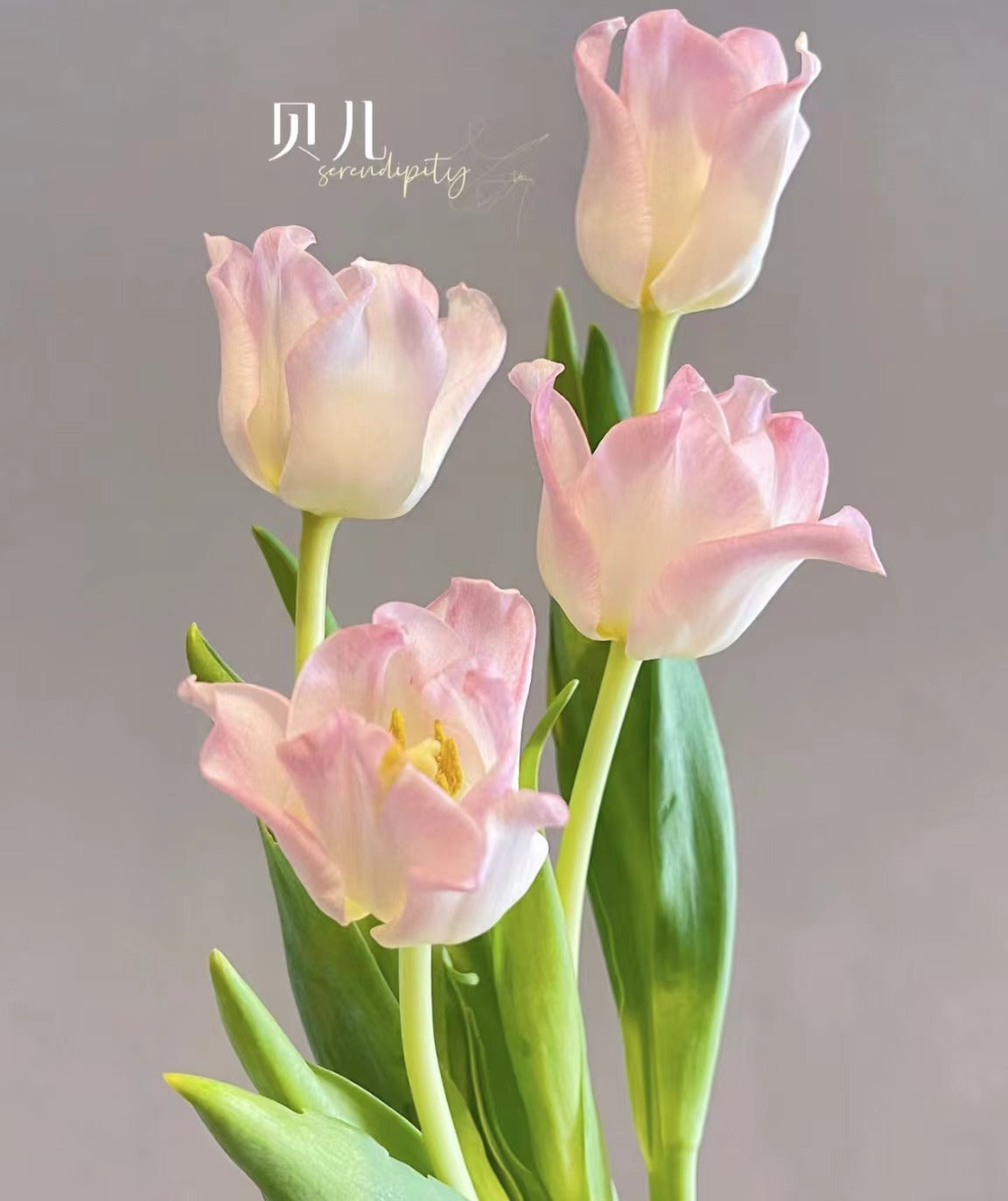 Tulips 贝儿｜10 Stems [CN]