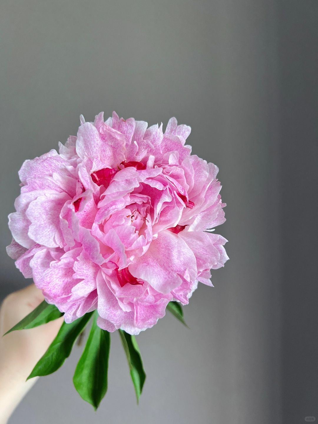 Peony Sarah ｜5 Stalk [CN]