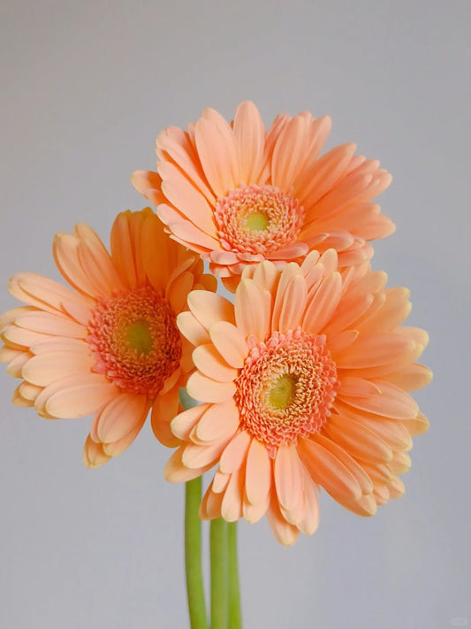 悉尼｜Gerbera | 10 Stalks [CN]