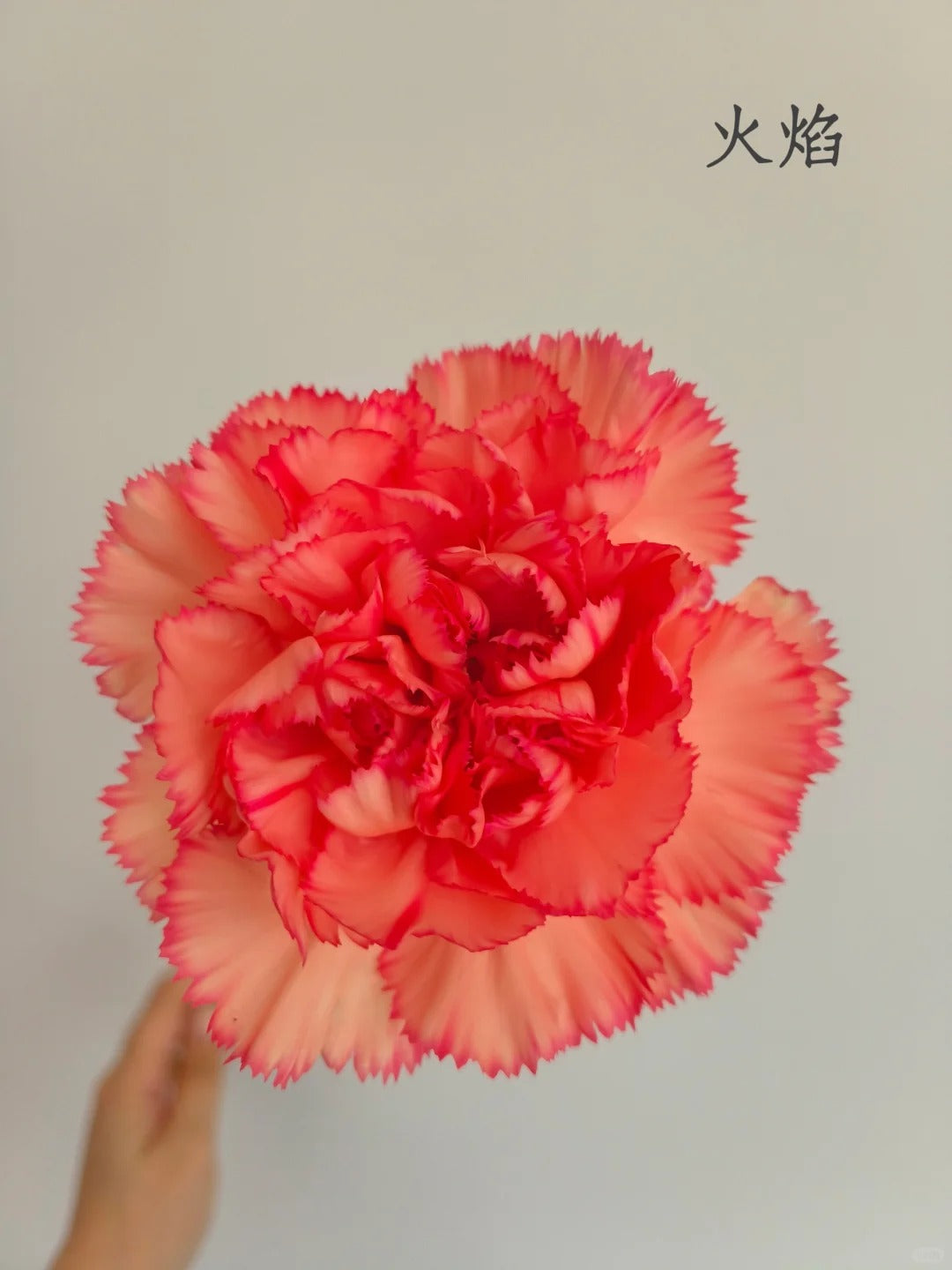 火焰 | Carnation| 20 Stalks [CN]