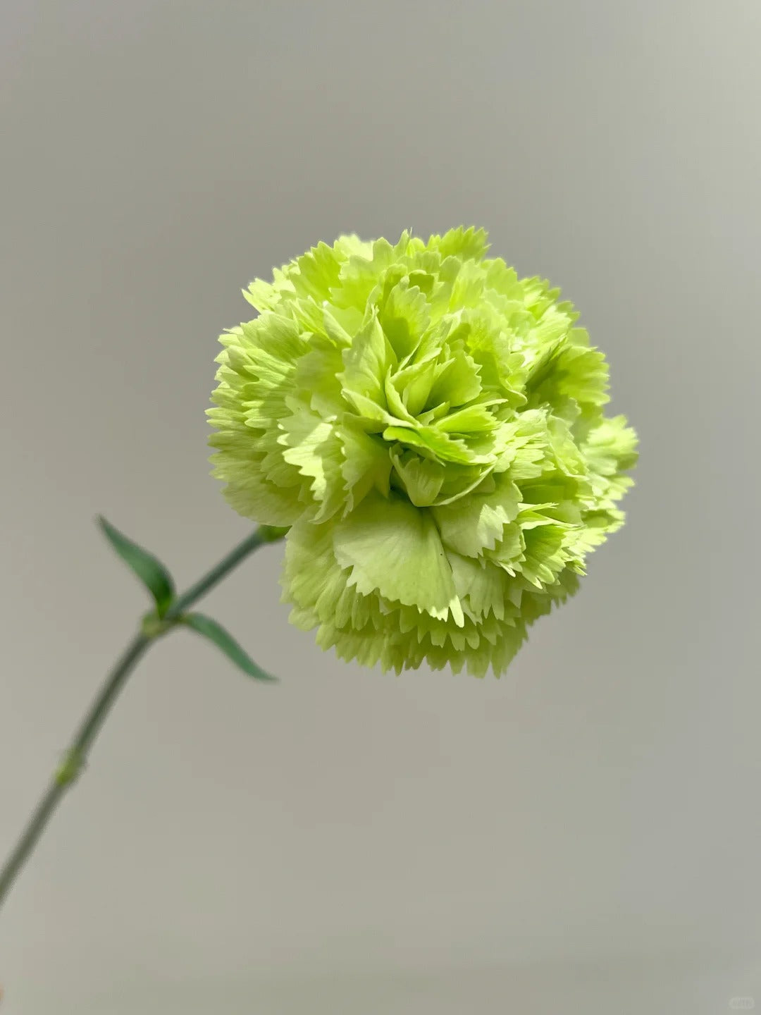 绿康 | Carnation| 20 Stalks [CN]