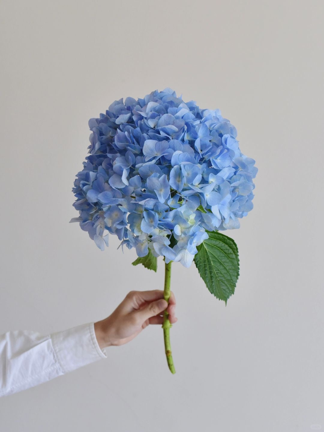 Hydrangea ｜1 Stalk [CN]