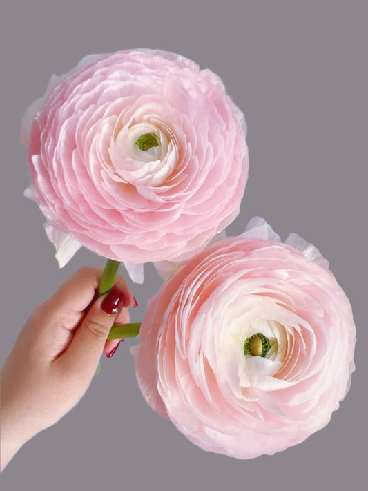 Ranunculus ｜5 Stems [CN]