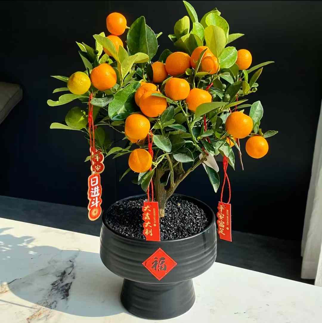 Kumquat Tree 金桔小盆栽