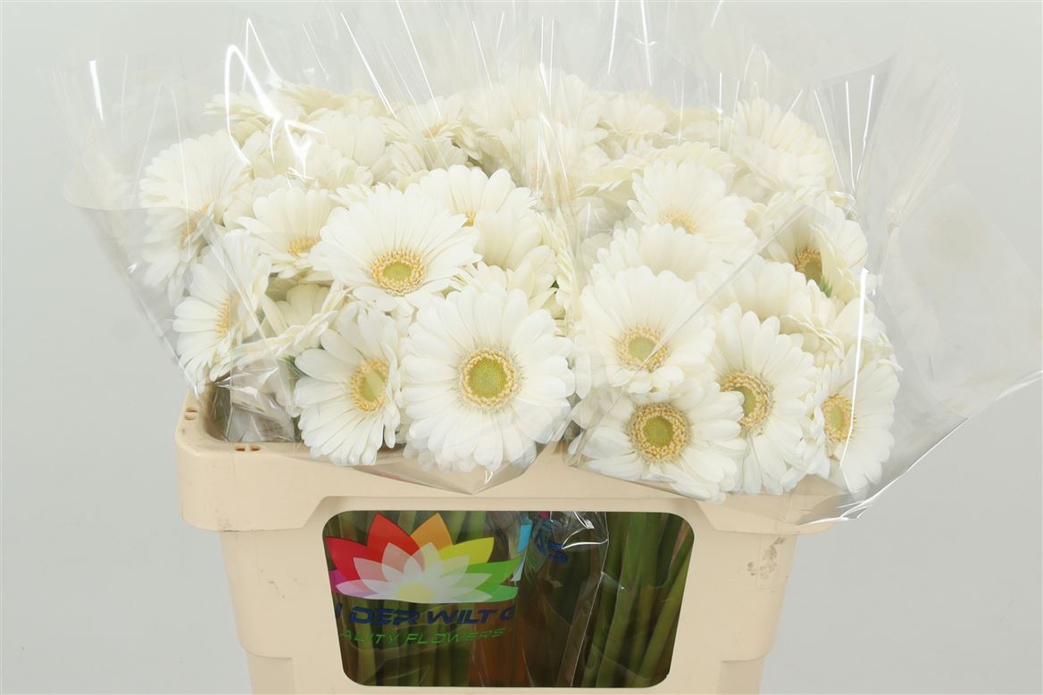 Mini Albino ｜Gerbera | 10 Stalks [Holland]