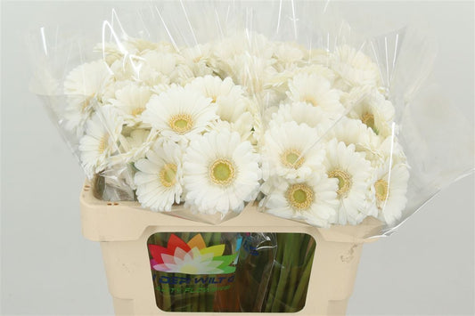 Mini Albino ｜Gerbera | 10 Stalks [Holland]