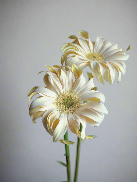 香格里拉｜Gerbera | 5Stalks [CN]