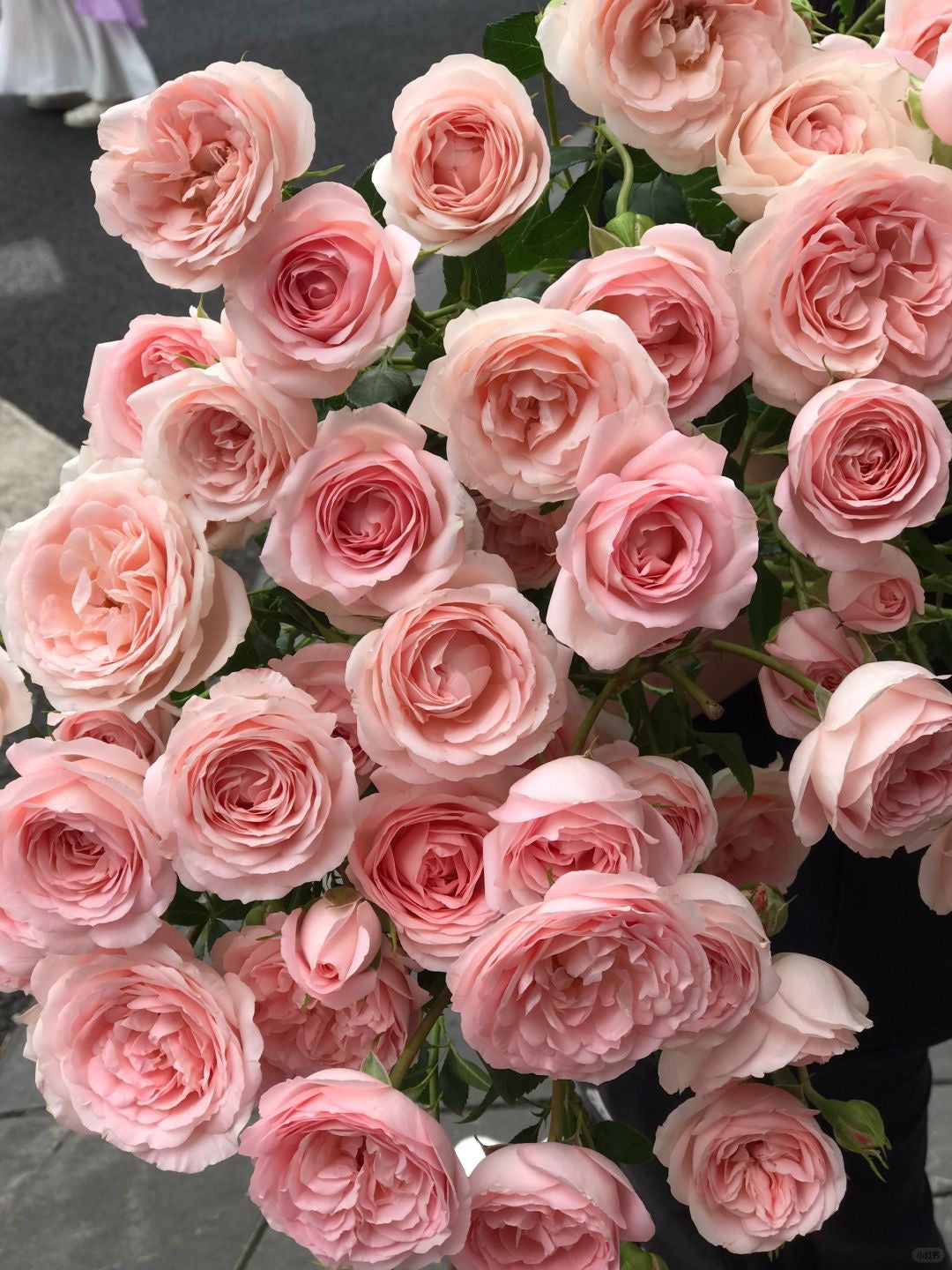 Mayra's Bridal 新娘梅拉｜Spray Rose | 10 Stalks [CN]