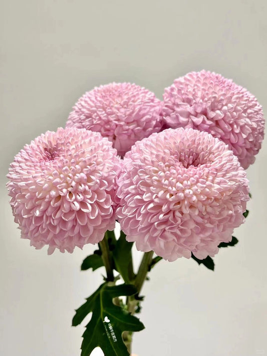 Chrysanthemum Ping Pong ｜10 Stalks [CN]