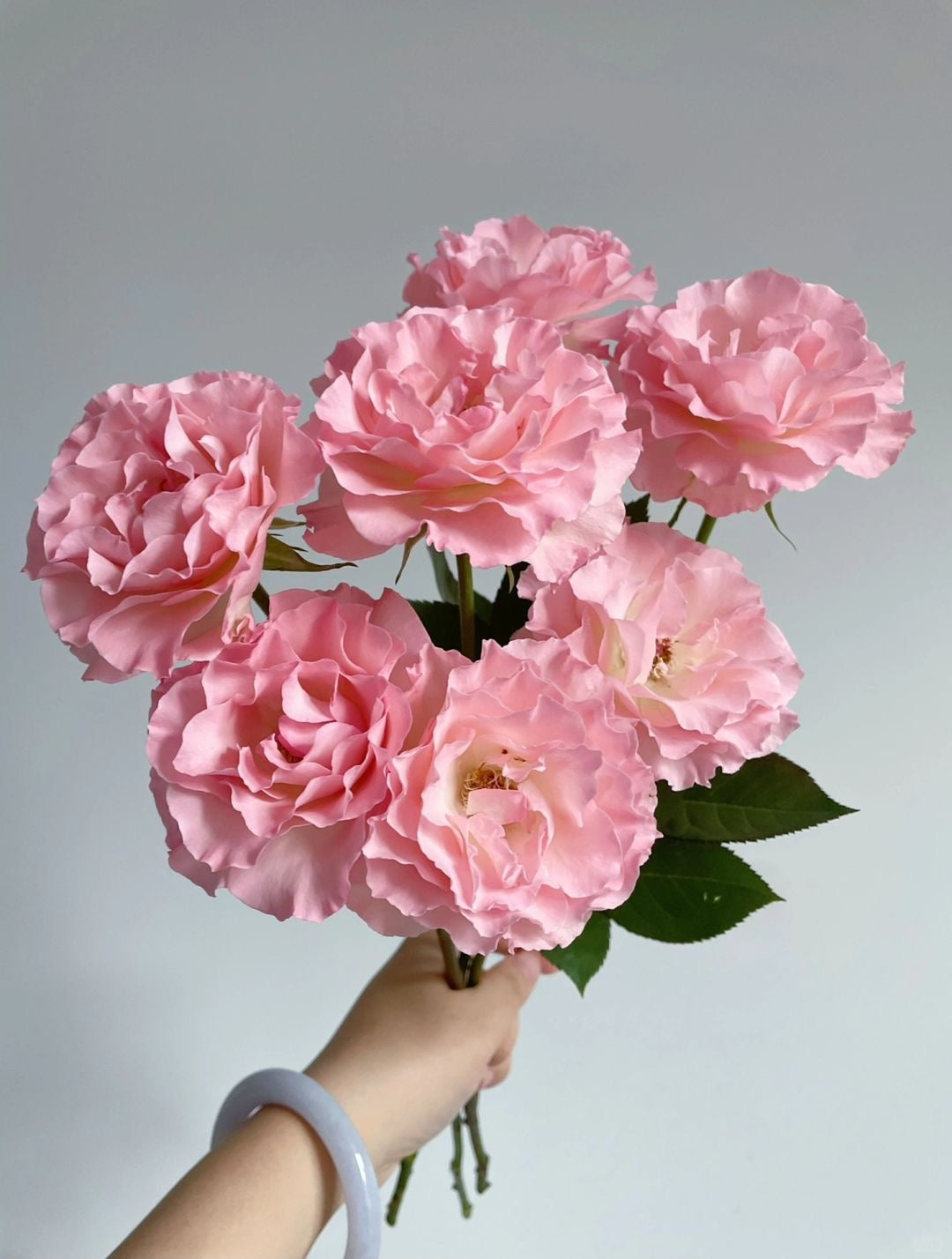 Mermaid Princess 人鱼公主｜Spray Rose｜10 Stalks [CN]