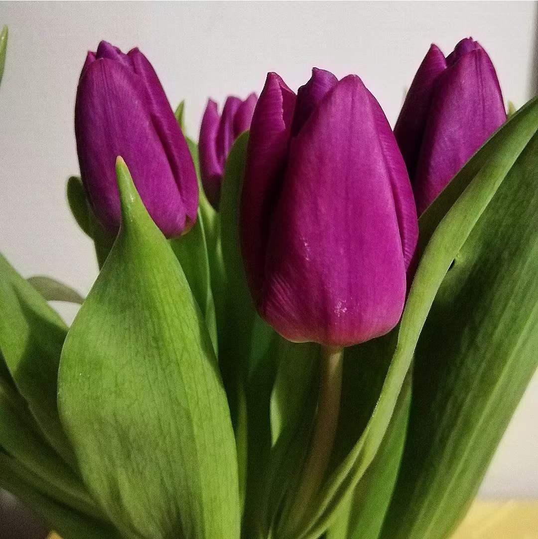 Tulip Single Dark Purple | 10 stems [Holland]