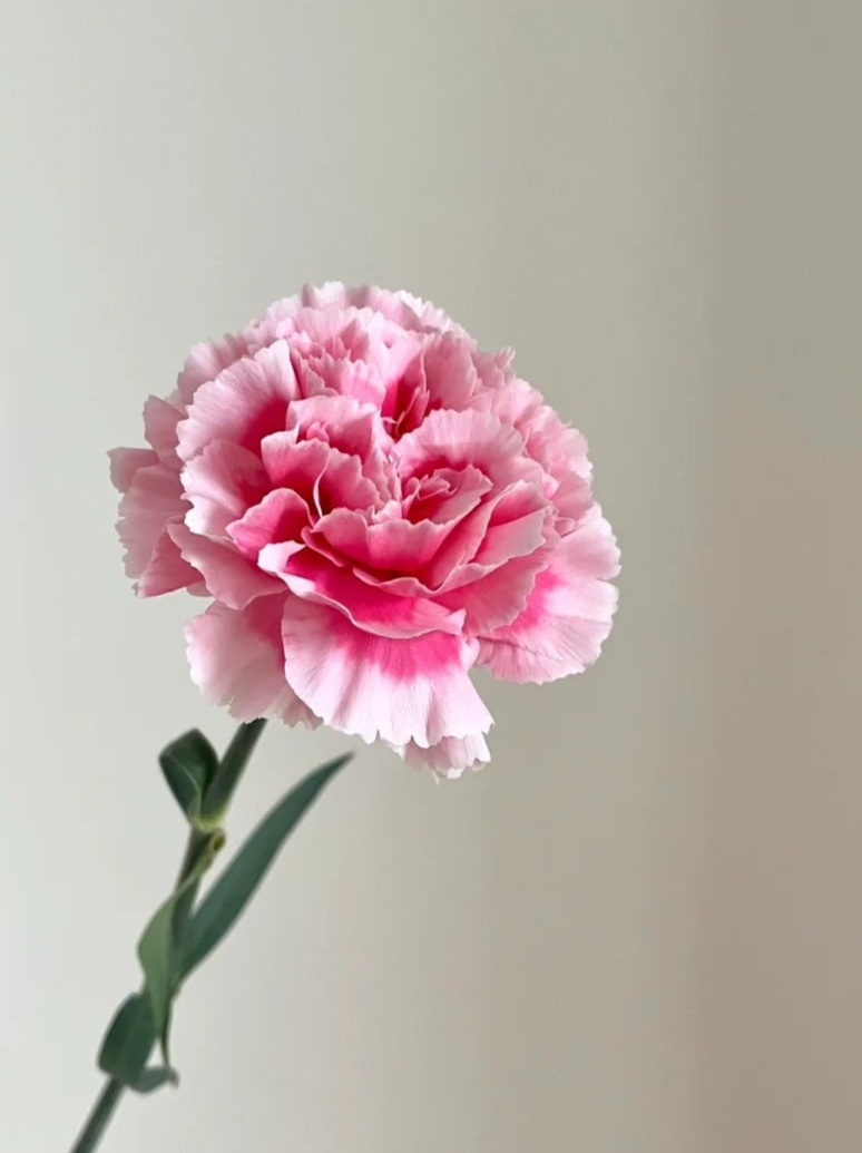 笑颜 | Carnation| 10/20 Stalks [CN]