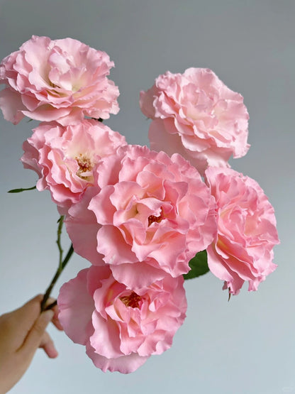 Mermaid Princess 人鱼公主｜Spray Rose｜10 Stalks [CN]