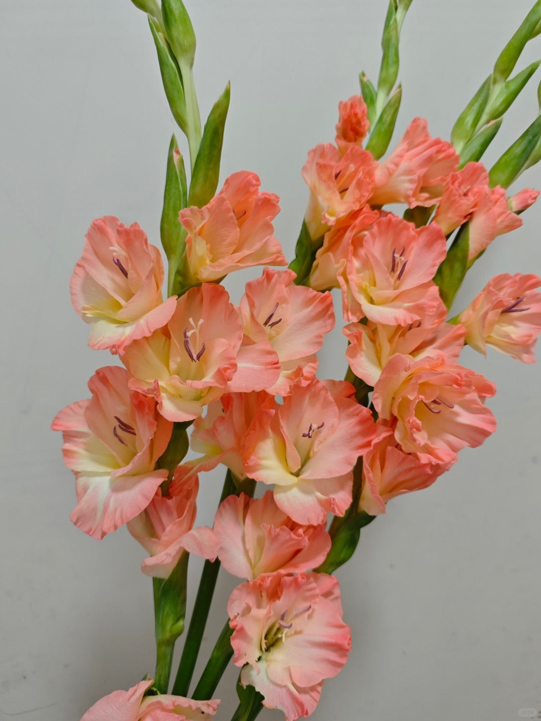 Gladiolus ｜10 Stalks [CN]