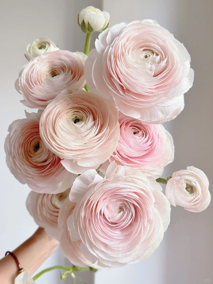 Ranunculus ｜5 Stems [CN]