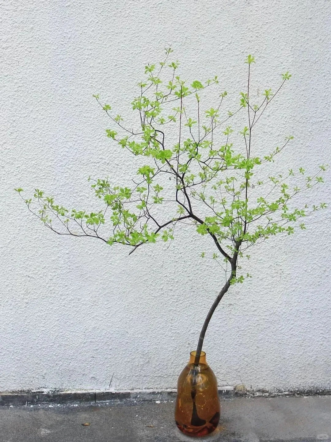 Enkianthus Perulatus 吊钟｜Japan