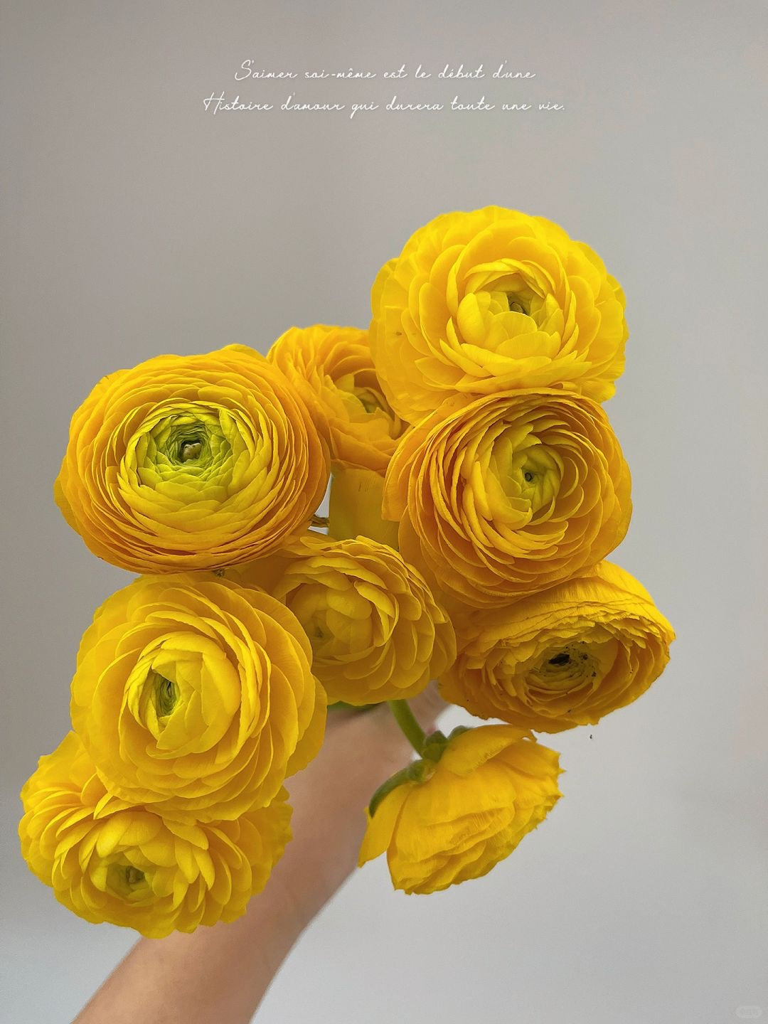 Ranunculus ｜5 Stems [CN]