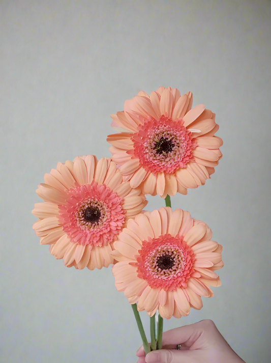 奶油饼干｜Gerbera | 10 Stalks [CN]